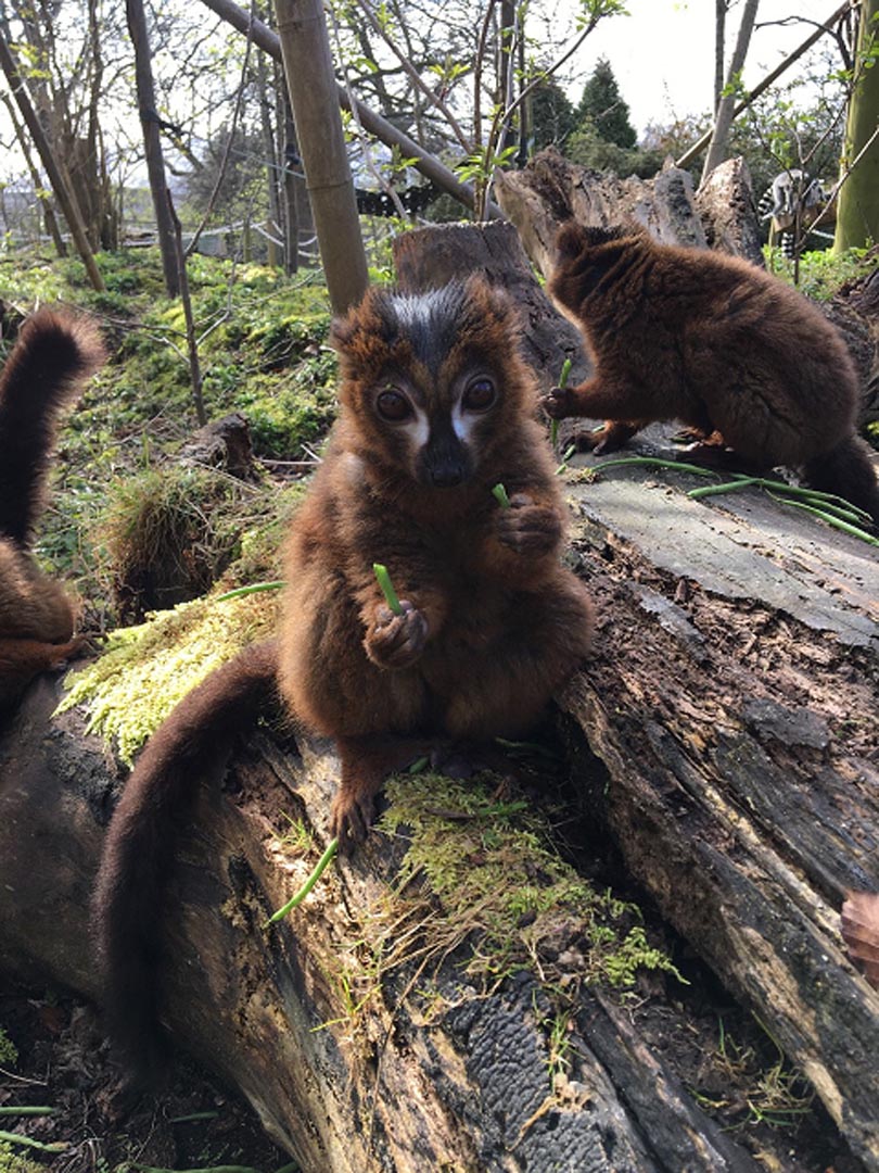 Group of red bellied lemurs. Focused on one sitting on a log eating green beans and making eye contact IMAGE: Amy Middleton 2023